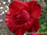 Red Intuition Red Intuition