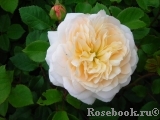 Crocus Rose® Crocus Rose®