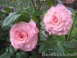 Tickled Pink Tickled Pink