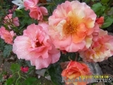 Sorbet Fruite Sorbet Fruite