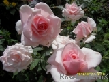 Frederic Mistral® Frederic Mistral®