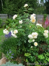 Crocus Rose® Crocus Rose®