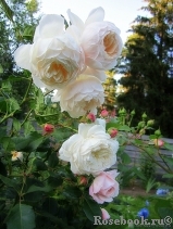 Crocus Rose® Crocus Rose®