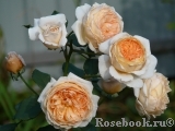 Crown Princess Margareta® Crown Princess Margareta®