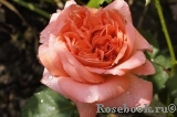 Konigin der Rosen Konigin der Rosen