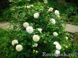 Crocus Rose® Crocus Rose®