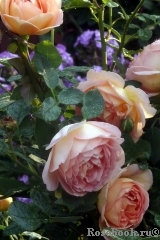 Lady of Shalott 