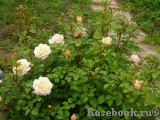 Crocus Rose® Crocus Rose®