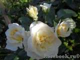 Lady Romantica Lady Romantica