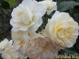 Lady Romantica Lady Romantica