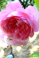 Alan Titchmarsh Alan Titchmarsh