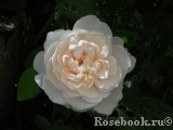 Colonial White Colonial White