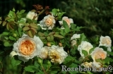 Crocus Rose® Crocus Rose®