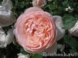 Ambridge Rose 