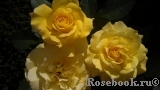 Friesia Friesia