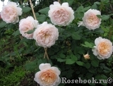 Crocus Rose® Crocus Rose®