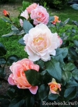 Rosemary Harkness Rosemary Harkness