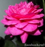 Heidi Klum Rose Heidi Klum Rose
