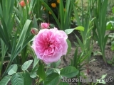 Gertrude Jekyll Gertrude Jekyll
