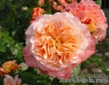 Augusta Luise Augusta Luise