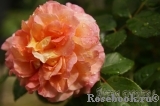 Augusta Luise Augusta Luise