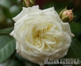 Alabaster Alabaster