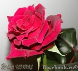 Black Baccara Black Baccara