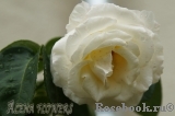Chopin Chopin