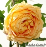 Golden Celebration® Golden Celebration®
