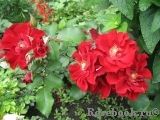 Roter Korsar Roter Korsar