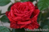 Red Intuition Red Intuition