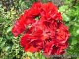 Roter Korsar Roter Korsar