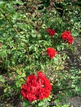 Roter Korsar Roter Korsar