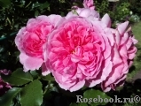Uetersens Rosenprinzessin ® Uetersens Rosenprinzessin ®