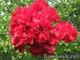 Roter Korsar Roter Korsar