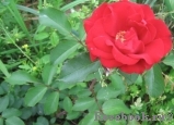 Roter Korsar Roter Korsar