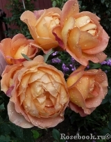 Lady of Shalott 