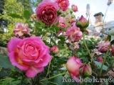 Jubilee Celebration® Jubilee Celebration®