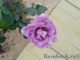 Shocking Blue Shocking Blue