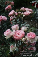 Mini Eden Rose