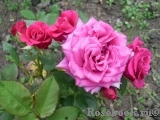 Lovely Lydia® Lovely Lydia®