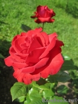 Lovely Red Lovely Red