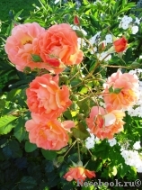 Westerland Westerland