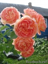 Lady of Shalott Lady of Shalott