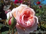 A Shropshire Lad A Shropshire Lad