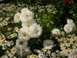 Aspirin Rose Aspirin Rose