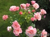 Tickled Pink Tickled Pink