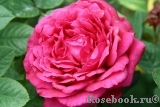 Rosier Rose Lalande de Pomerol ® Rosier Rose Lalande de Pomerol ®