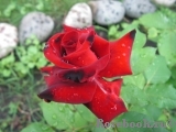 Lovely Red Lovely Red