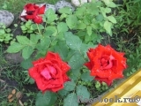 Lovely Red Lovely Red